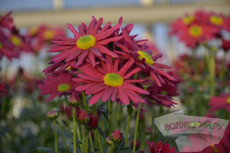 Краски осени и уникальная коллекция: в Волжском проходит Бал хризантем