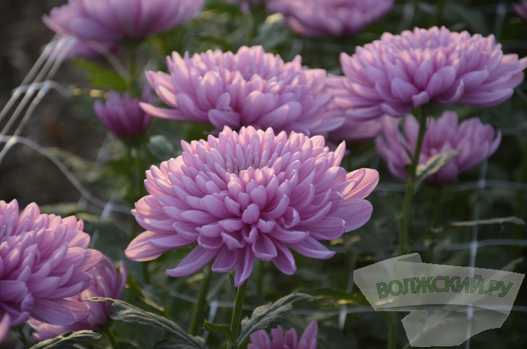 Краски осени и уникальная коллекция: в Волжском проходит Бал хризантем