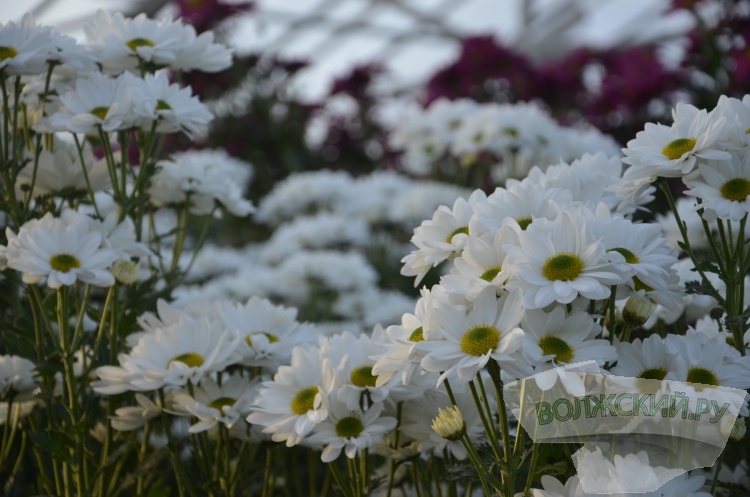Краски осени и уникальная коллекция: в Волжском проходит Бал хризантем