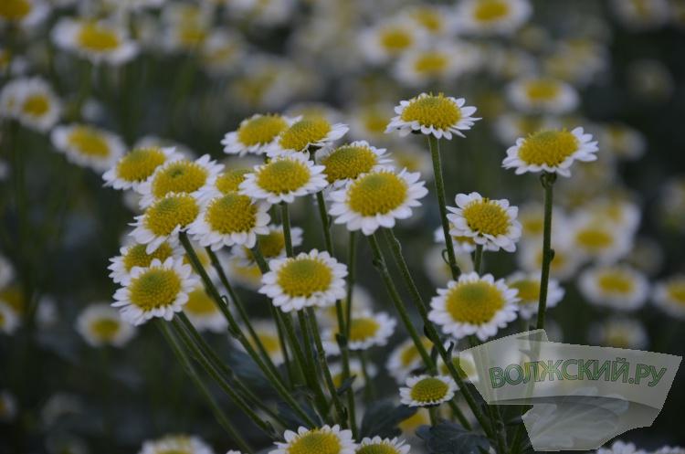 Краски осени и уникальная коллекция: в Волжском проходит Бал хризантем
