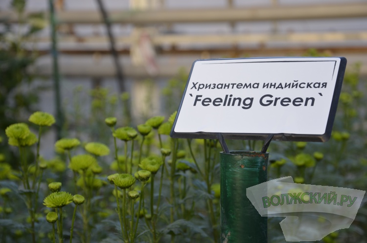 Краски осени и уникальная коллекция: в Волжском проходит Бал хризантем