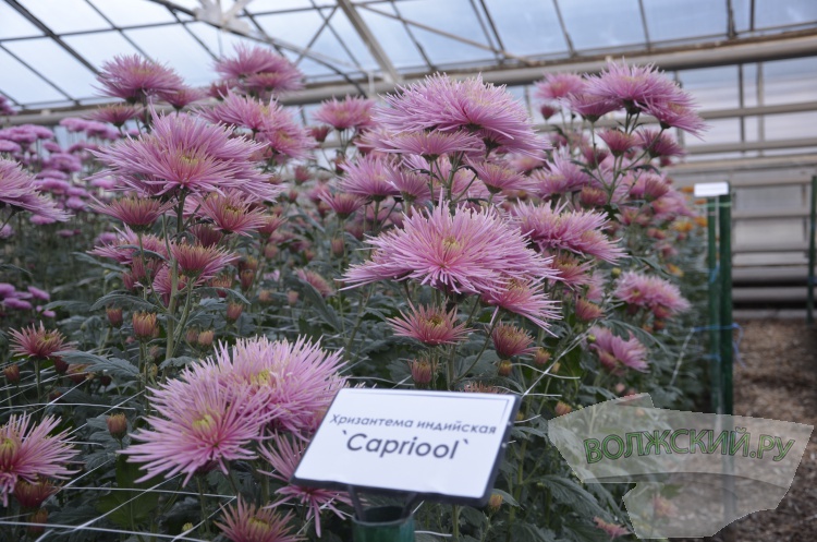 Краски осени и уникальная коллекция: в Волжском проходит Бал хризантем