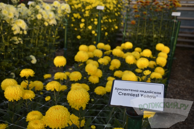 Краски осени и уникальная коллекция: в Волжском проходит Бал хризантем