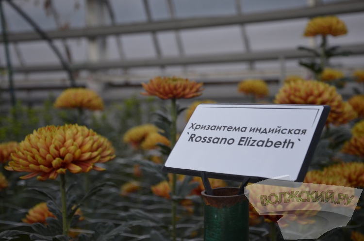 Краски осени и уникальная коллекция: в Волжском проходит Бал хризантем