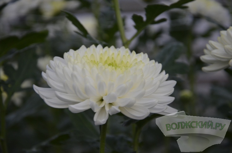 Краски осени и уникальная коллекция: в Волжском проходит Бал хризантем