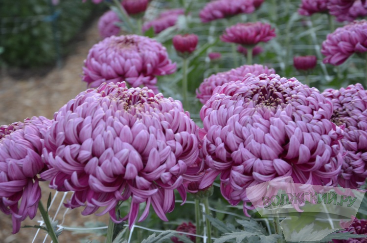 Краски осени и уникальная коллекция: в Волжском проходит Бал хризантем