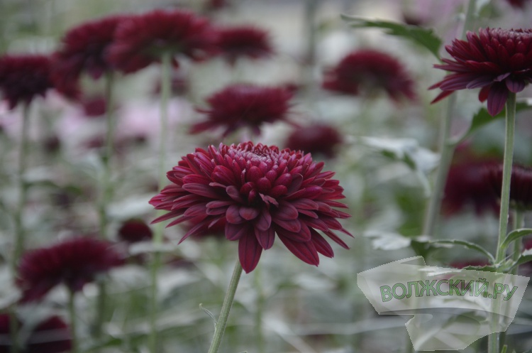 Краски осени и уникальная коллекция: в Волжском проходит Бал хризантем