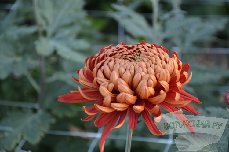 Краски осени и уникальная коллекция: в Волжском проходит Бал хризантем