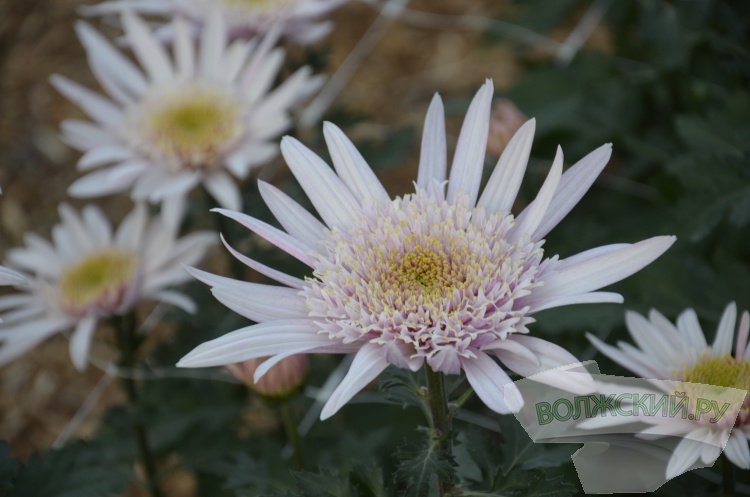 Краски осени и уникальная коллекция: в Волжском проходит Бал хризантем