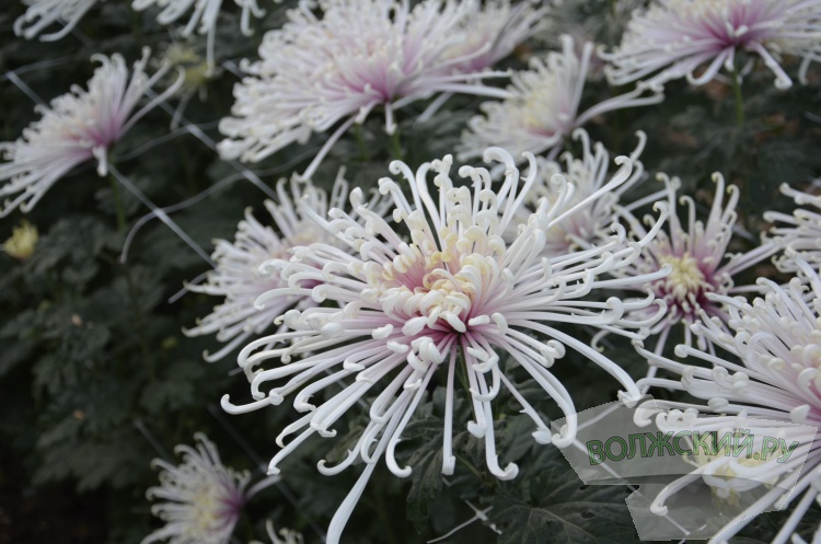 Краски осени и уникальная коллекция: в Волжском проходит Бал хризантем