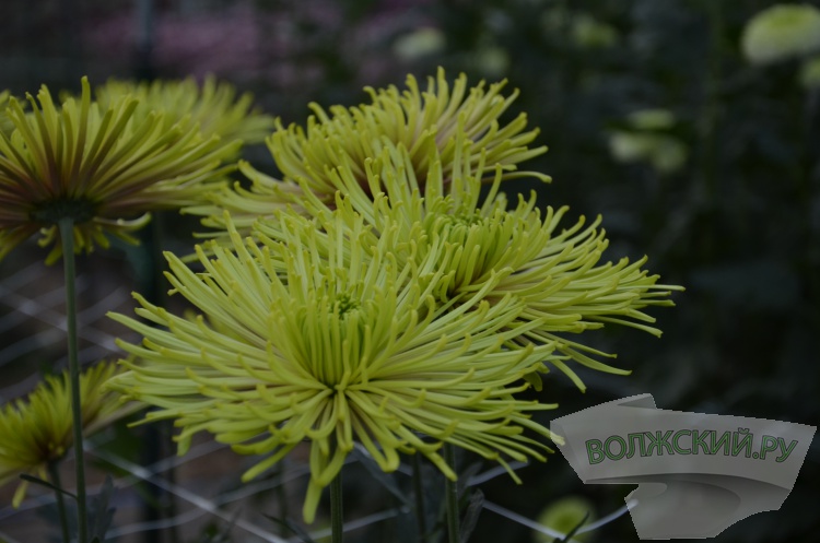 Краски осени и уникальная коллекция: в Волжском проходит Бал хризантем