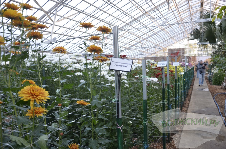 Краски осени и уникальная коллекция: в Волжском проходит Бал хризантем