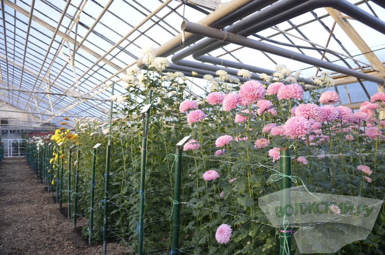 Краски осени и уникальная коллекция: в Волжском проходит Бал хризантем