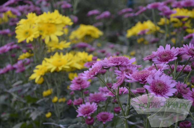 Краски осени и уникальная коллекция: в Волжском проходит Бал хризантем