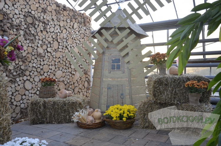 Краски осени и уникальная коллекция: в Волжском проходит Бал хризантем