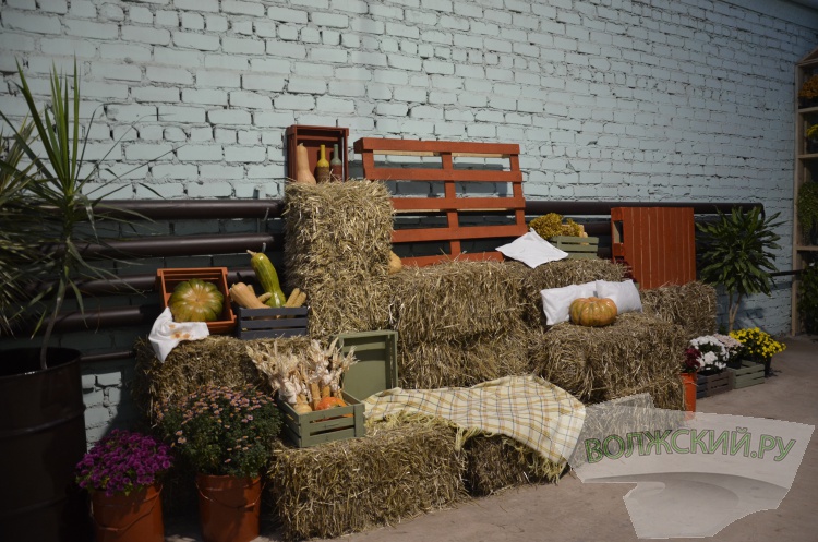 Краски осени и уникальная коллекция: в Волжском проходит Бал хризантем