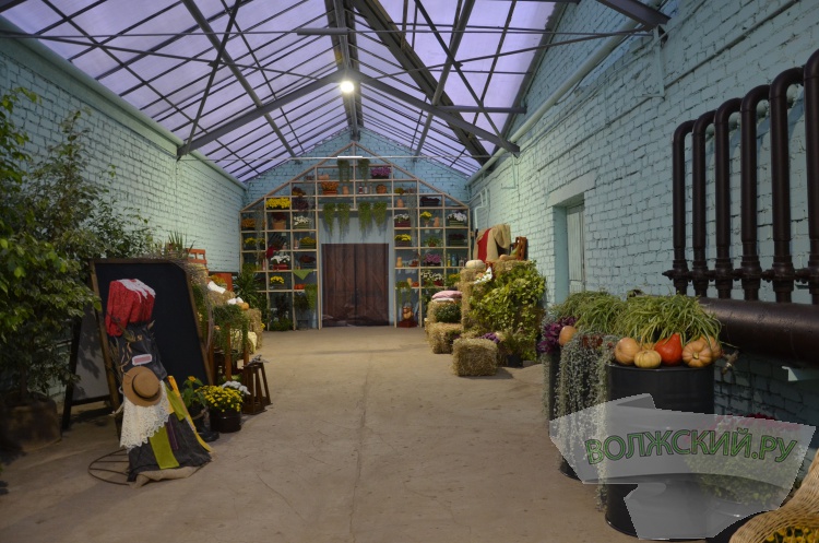 Краски осени и уникальная коллекция: в Волжском проходит Бал хризантем