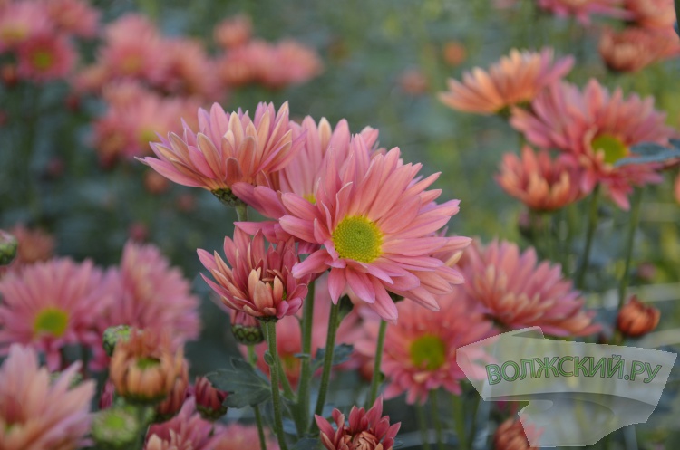 Краски осени и уникальная коллекция: в Волжском проходит Бал хризантем