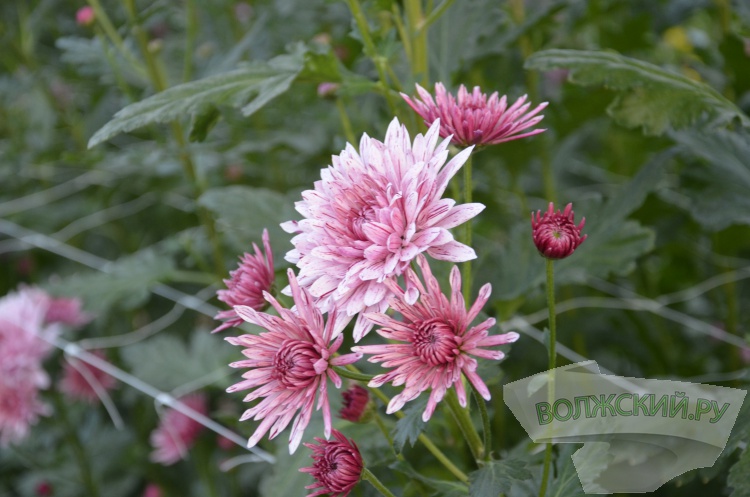 Краски осени и уникальная коллекция: в Волжском проходит Бал хризантем