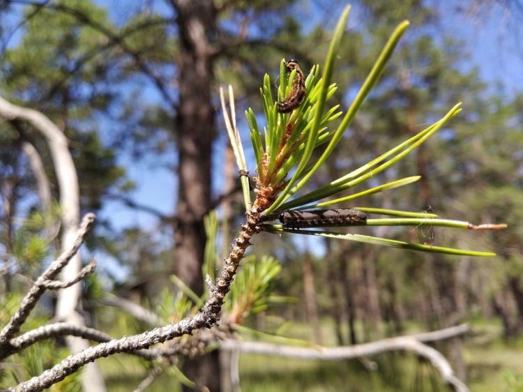 ��������� ������� ������ ������� � ������������� �������, �������� ���������� ����������� 