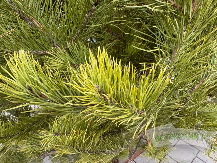 �� ������ ��: � �������� ����� ���������� ���������� ����